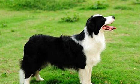 邊境牧羊犬的訓(xùn)練方法有哪些