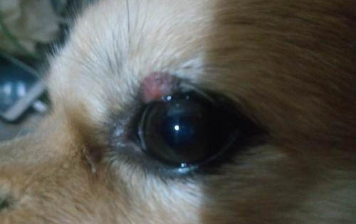 狗狗早晨起來嘔吐是怎么回事