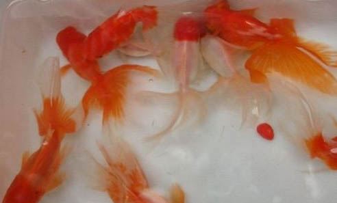 金魚喂食的注意事項有哪些