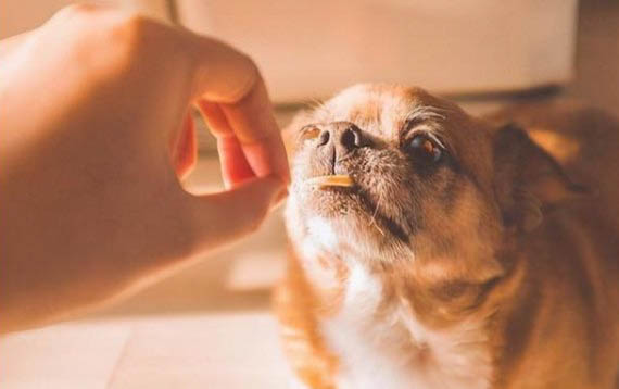 狗狗懷孕30天有哪些癥狀