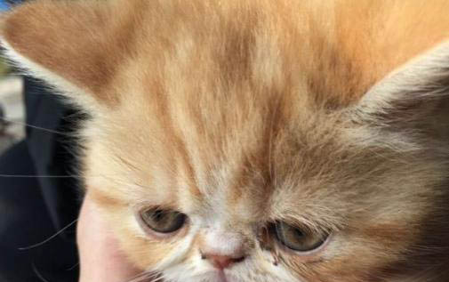 貓咪拉鼻涕一樣的粘液