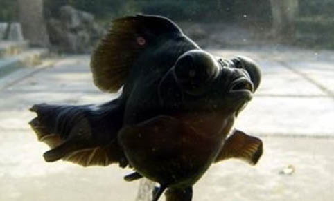胎生魚怎么看
