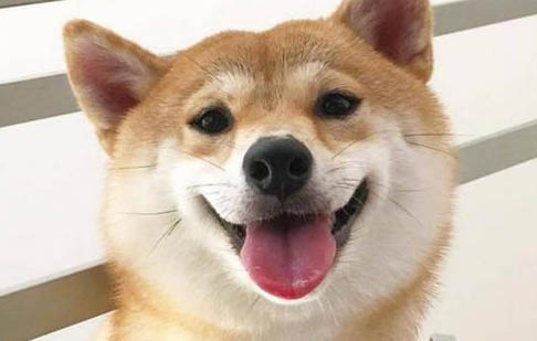 狗狗拉肚子嘔吐沒精神不吃東西怎么辦