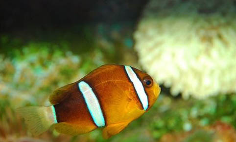 龍魚不吃飼料怎么辦