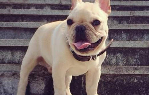 狗狗細小的治療方法
