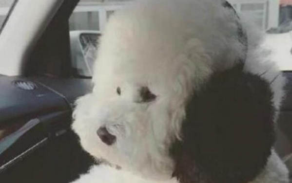 狗懷孕吃感冒藥小狗有影響嗎