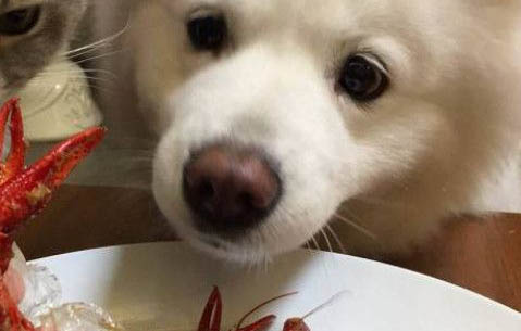 狗狗可以吃檸檬嗎？