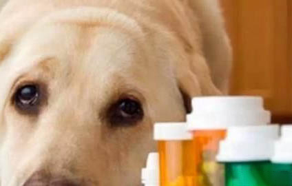 金毛狗糧一次喂多少