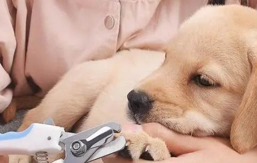 狗狗感冒為什么拉肚子