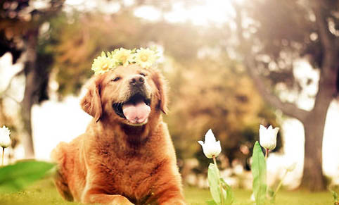適合家養的大型寵物狗有哪些?適合家養的大型犬排名