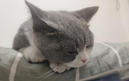小貓咪拉稀停食多久