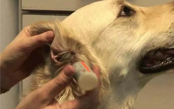 狗狗間歇性喘粗氣干嘔怎么辦