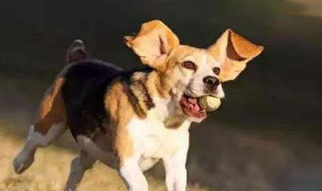 犬瘟細小能自愈嗎