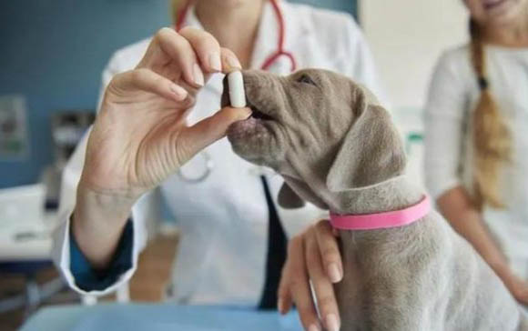 狗狗得了犬瘟能活多久