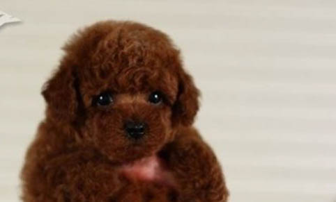 白色泰迪犬和比熊的區(qū)別
