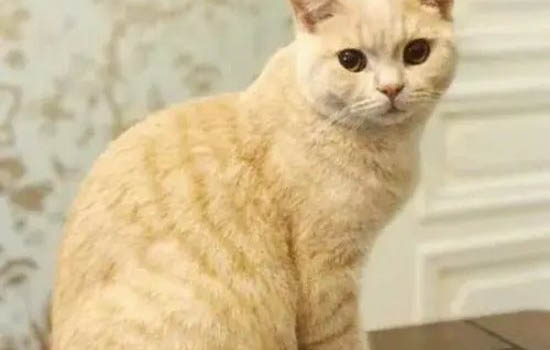 橘貓為什么容易胖