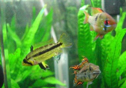 養魚不用氧氣泵可以嗎