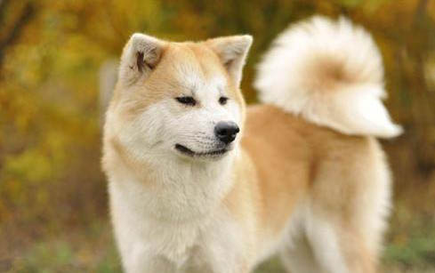 日本秋田犬價(jià)格多少錢一只