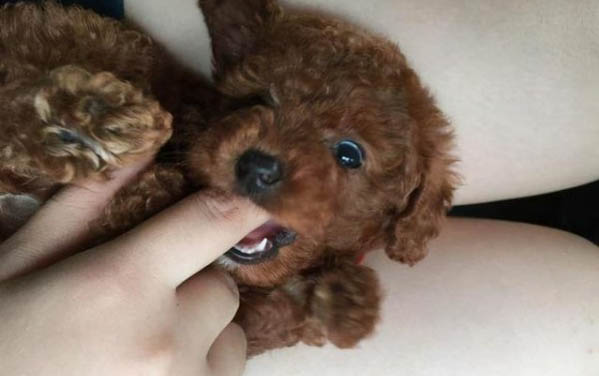 狗狗夏天食欲會下降嗎嗎