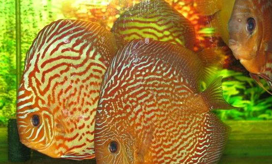 七彩神仙魚繁殖后怎么護理