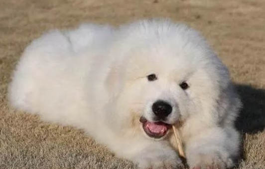 大白熊犬如何辨認
