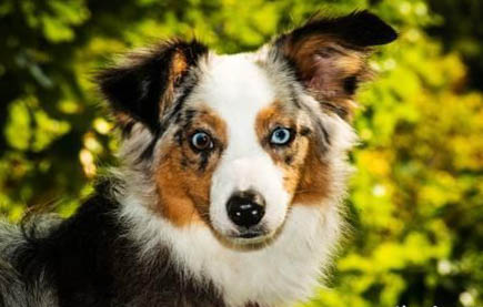高加索犬十個不養理由