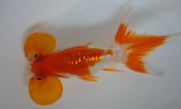 養(yǎng)魚用什么水草好