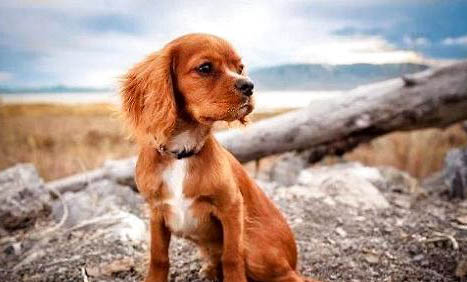 犬瘟多久拉一次