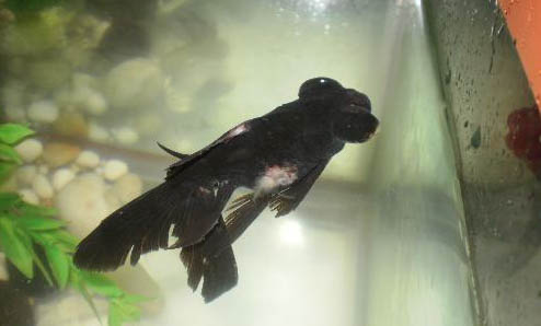 家里養(yǎng)魚水渾怎么處理