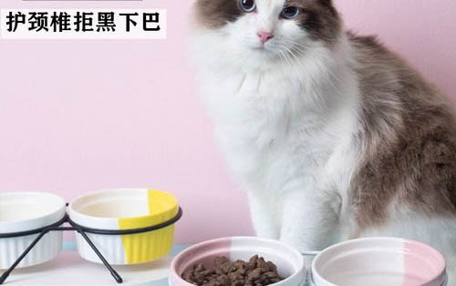 貓咪嘔吐出血，是什么原因？