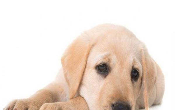 狗狗去淚痕的方法