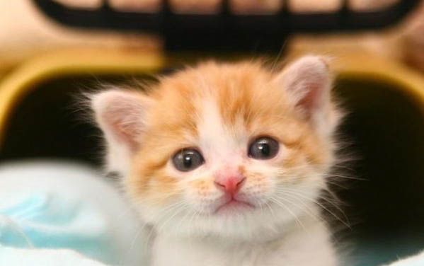 貓躲起來了怎么引出來,飼養(yǎng)小貓咪要注意什么