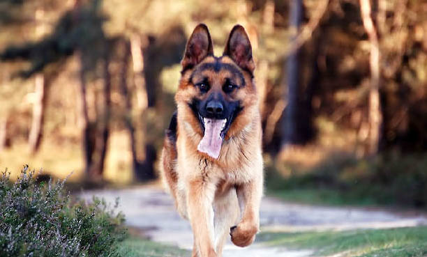 東德牧羊犬攻擊性強(qiáng)嗎？