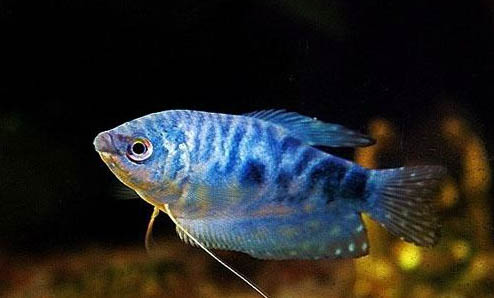 魚死有哪些原因