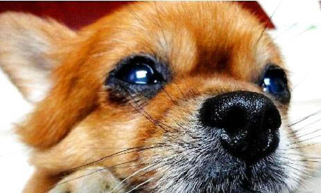 博美犬智商排名第幾