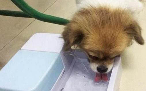 老狗口臭的厲害怎么辦