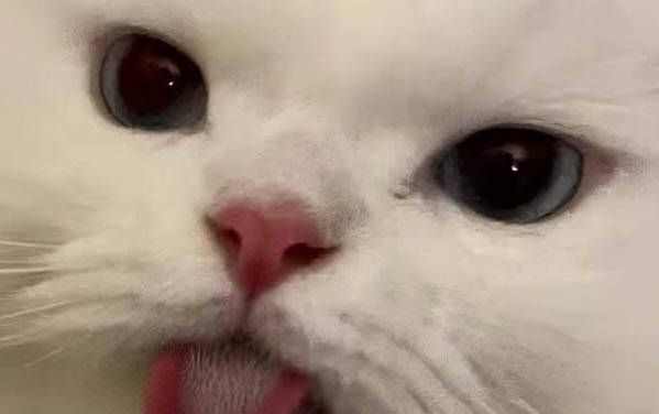小貓多少天斷奶合適