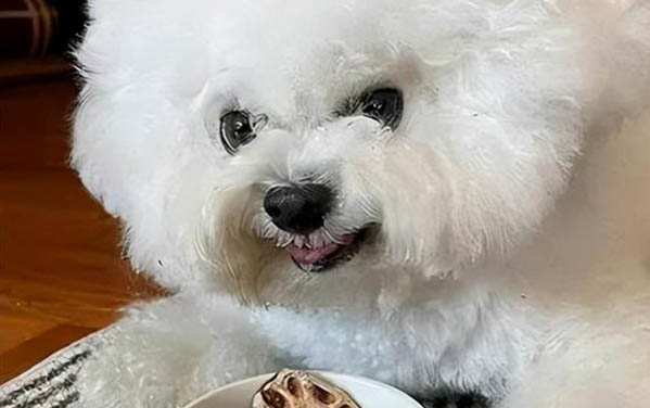 狗狗的壽命一般可以活多久