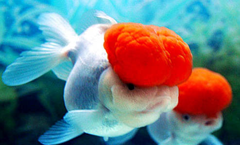 鶴頂紅金魚(yú)頭部變白了是什么病，金魚(yú)頭上褪色怎么治療
