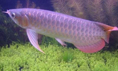 如何給魚缸除藻