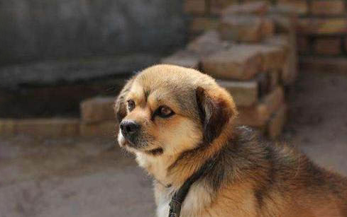 巴哥犬掉毛怎么辦