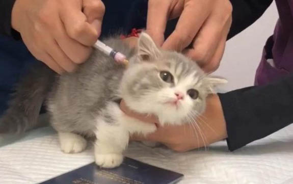 貓咪一直吐黃水是什么原因