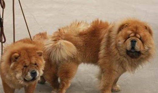 犬瘟熱的癥狀有哪些?
