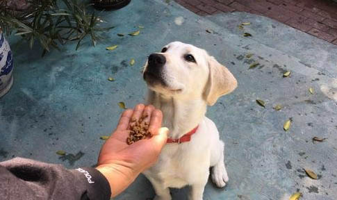 狗狗鼻子掉色是什么原因造成的