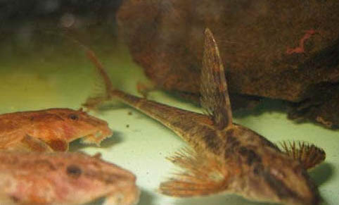 國王迷宮異型魚好養嗎