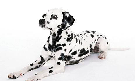 大型犬的有哪些？