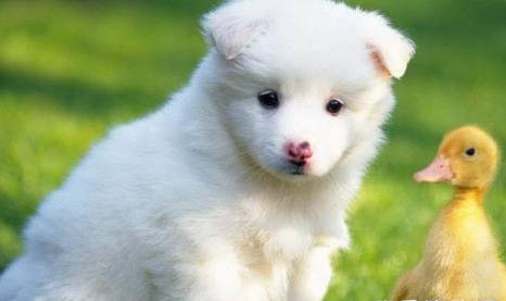 狗狗犬瘟臨死前的征兆