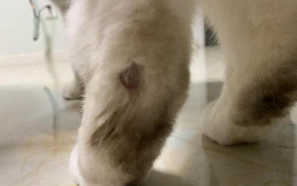 貓咪生病的三大癥狀