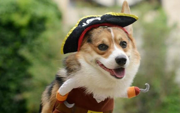 棉花面紗犬哪里有賣
