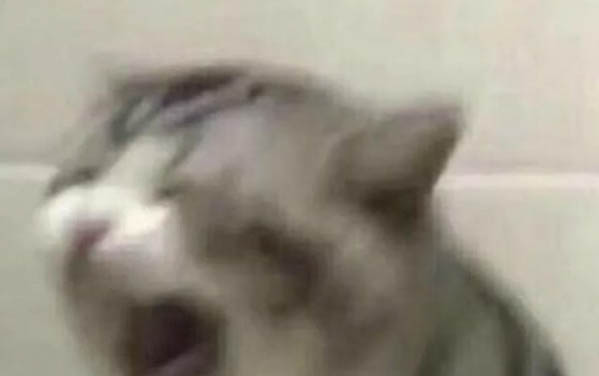 貓為什么不吐毛球